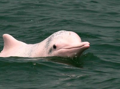 Foto: Lumba-lumba Pink yang Terancam Punah