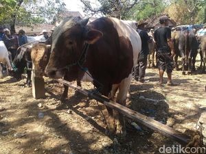 Jelang Idul Adha Harga Sapi Naik di Rembang