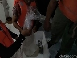30 Ribu Barang Bukti Bayi Lobster Dilepasliarkan ke Teluk Prigi