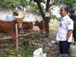 Wali Kota Sidak Tempat Penjualan Hewan Kurban di Tanah Abang