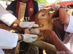 MUI Imbau Limbah Kurban Dibuang ke Septic Tank, Bukan ke Kali