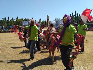 Sapi dan Kambing di Situbondo Berlenggak-lenggok di Fashion Ternak