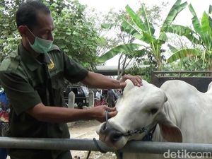 Jelang Idul Adha, Pemkab Purworejo Periksa Kesehatan Hewan Kurban