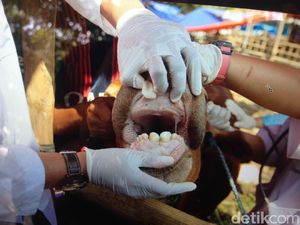 3.037 Hewan Kurban di Jakarta Pusat Dipastikan Sehat