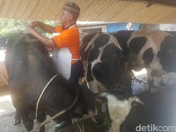 100 Juleha Disiapkan untuk Sembelih Hewan Kurban di Malang