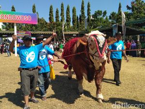 Sapi Simmental Berbobot 1.310 Kg Rajai Kontes Ternak Situbondo