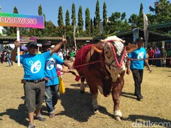 Sapi Simmental Berbobot 1.310 Kg Rajai Kontes Ternak Situbondo