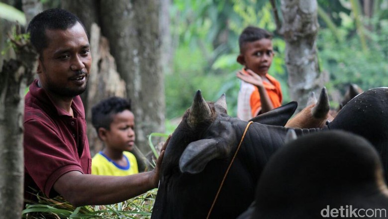Bukan di Pinggir Jalan, Pedagang Ini Jualan Hewan Kurban via Online