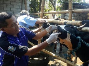 Hewan Kurban di Mojokerto Diperiksa, Banyak yang Belum Cukup Umur