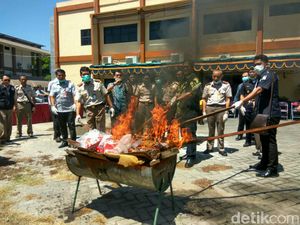 Benih Jagung Terinfeksi Bakteri Dimusnahkan
