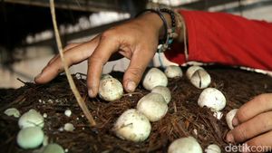 Foto: Keren! Kelompok Anak Muda Ini Sukses Budidaya Jamur Merang