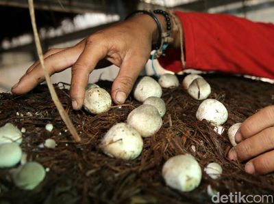Foto: Keren! Kelompok Anak Muda Ini Sukses Budidaya Jamur Merang