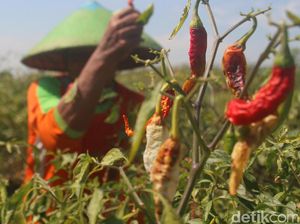 Kekurangan Air Irigasi, Tanaman Sayur di Brebes Dibiarkan Mengering
