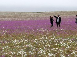 Ketika Bunga Bermekaran di Tempat Paling Kering di Dunia