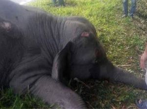 Gajah Bunta Mati Diracun, KLHK akan Panggil CRU Serbajadi Aceh Gajah Bunta Mati Diracun, KLHK akan Panggil CRU Serbajadi Aceh
