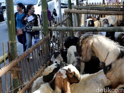 Cegah Penyakit, Pemprov DKI Gelar Pemeriksaan Gratis Hewan Kurban