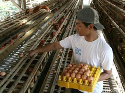 Harga Telur di Pasaran Anjlok, Peternak di Kediri Merugi