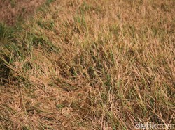 Puluhan Desa dan Sawah di Kabupaten Bandung Alami Kekeringan