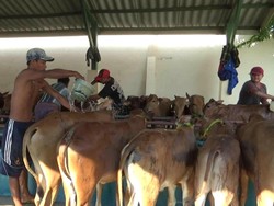 Dekati Idul Adha, Permintaan Sapi asal Madura Terus Meningkat