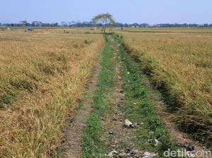 56.334 Ha Lahan Pertanian Kekeringan Januari-Agustus 2017