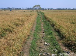 56.334 Ha Lahan Pertanian Kekeringan Januari-Agustus 2017