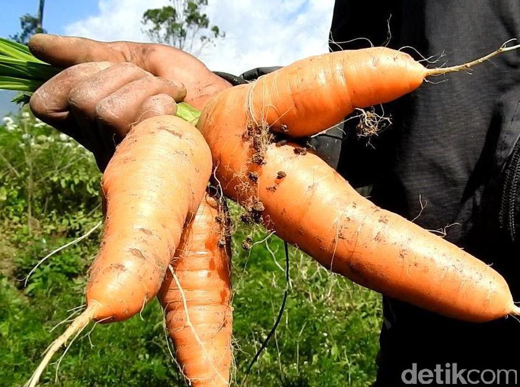 Begini Cerita Petani yang Tanam Wortel dari Bibit Ilegal Asal China Begini Cerita Petani yang Tanam Wortel dari Bibit Ilegal Asal China