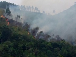 50 Hektare Hutan di Pidie Aceh Terbakar