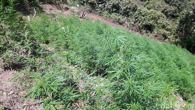 Ladang Ganja 4 Hektare Ditemukan di Mandailing Natal Sumut
