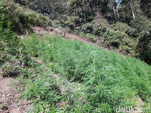 Ladang Ganja 4 Hektare Ditemukan di Mandailing Natal Sumut