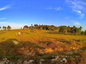 Sumba Selalu Bikin Rindu