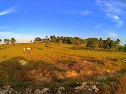 Sumba Selalu Bikin Rindu