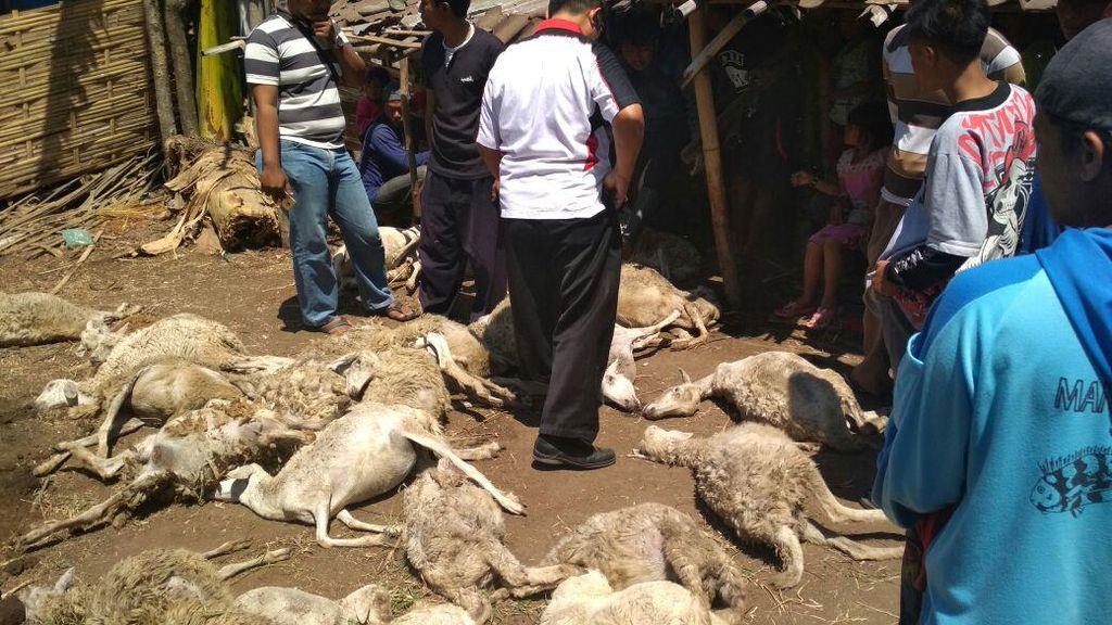 Foto: Kambing Diduga Diserang Anjing Jadi-jadian di Probolinggo Foto: Kambing Diduga Diserang Anjing Jadi-jadian di Probolinggo