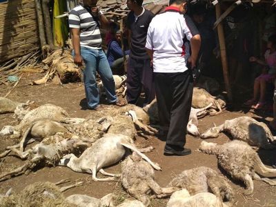 Foto: Kambing Diduga Diserang Anjing Jadi-jadian di Probolinggo