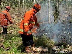 Muncul Sejumlah Titik Api di Hutan Jati di Pemalang