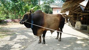 Ini Sapi Kurban Jokowi, Simental Brahman hingga Ongole