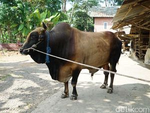 Ini Sapi Kurban Jokowi, Simental Brahman hingga Ongole Ini Sapi Kurban Jokowi, Simental Brahman hingga Ongole