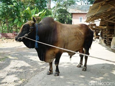 Ini Sapi Kurban Jokowi, Simental Brahman hingga Ongole