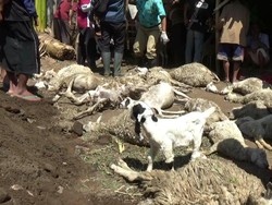 Warga Gagal Tangkap Anjing Jadi-jadian yang Diduga Bunuh 56 Kambing