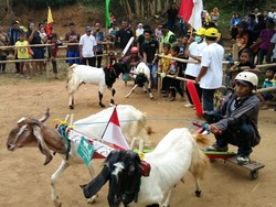 Begini Serunya Karapan Kambing di Jombang