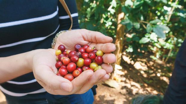 Indonesia punya banyak biji kopi yang berkualitas