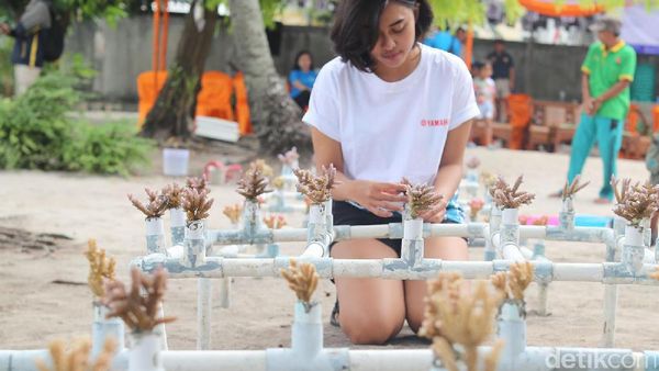 Begini Keunikan Cara Bercocok Tanam Terumbu Karang