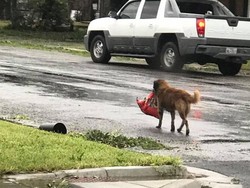 Cerita Viral Anjing Bawa Dog Food Usai Badai Harvey