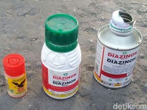 Kata Dokter Soal Bahaya Penggunaan Pestisida Sebagai Obat Kutu Kata Dokter Soal Bahaya Penggunaan Pestisida Sebagai Obat Kutu