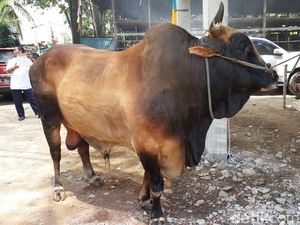 Ini Foto Sapi Kurban Jokowi yang Beratnya 1,3 Ton
