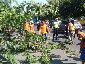 Bruk! Pohon di Depan Polres Jakpus Tumbang Timpa 3 Kendaraan