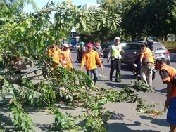 Bruk! Pohon di Depan Polres Jakpus Tumbang Timpa 3 Kendaraan