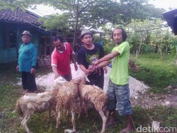 Peternak Kambing di Lamongan Jual Beli Hewan Kurban Secara Online