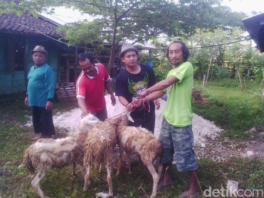 Kambing-Kucing-Ayam di Bekasi Mati Mendadak, Sempat Kejang Kambing-Kucing-Ayam di Bekasi Mati Mendadak, Sempat Kejang