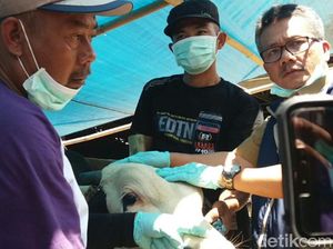 Pemeriksaan di Kabupaten Bandung, Seribuan Hewan Tak Layak Kurban