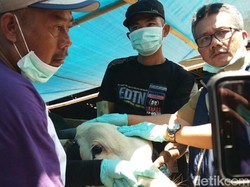 Pemeriksaan di Kabupaten Bandung, Seribuan Hewan Tak Layak Kurban